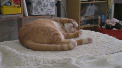 Picture of a cat / kitten / feline