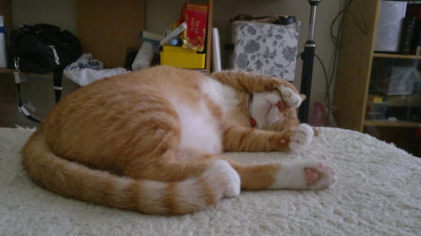 Picture of a cat / kitten / feline