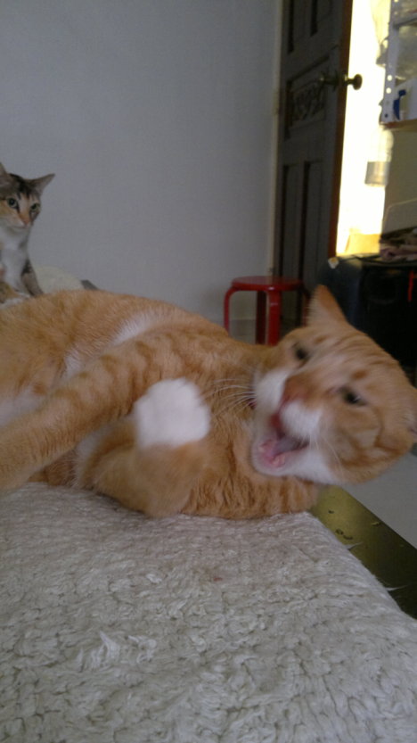 Picture of a cat / kitten / feline