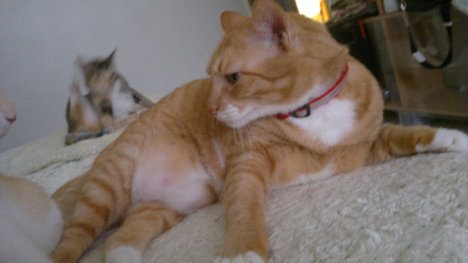 Picture of a cat / kitten / feline