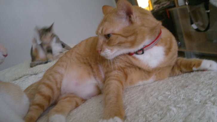 Picture of a cat / kitten / feline