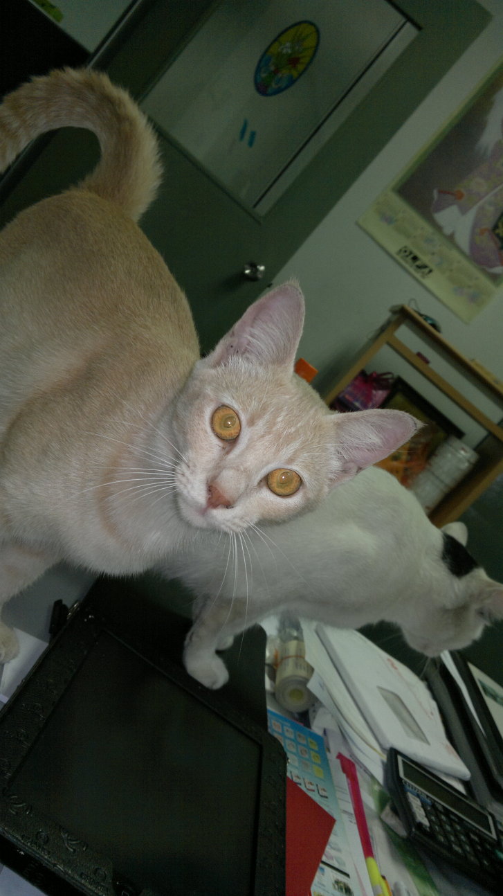 Picture of a cat / kitten / feline