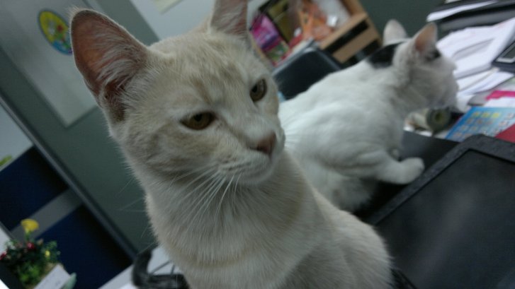 Picture of a cat / kitten / feline