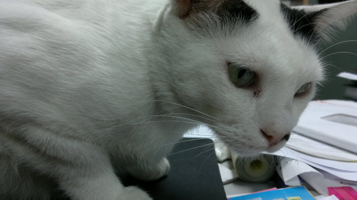 Picture of a cat / kitten / feline