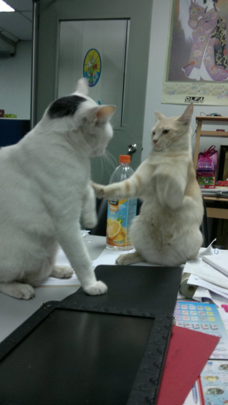 Picture of a cat / kitten / feline