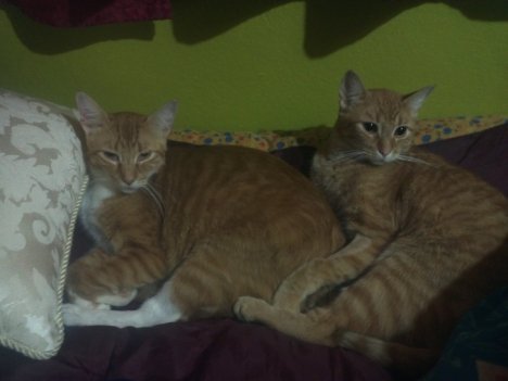 Picture of a cat / kitten / feline