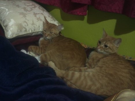 Picture of a cat / kitten / feline