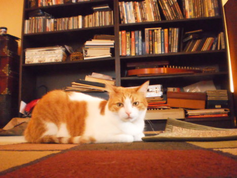 Picture of a cat / kitten / feline