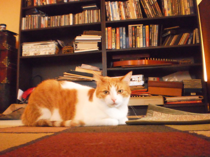 Picture of a cat / kitten / feline