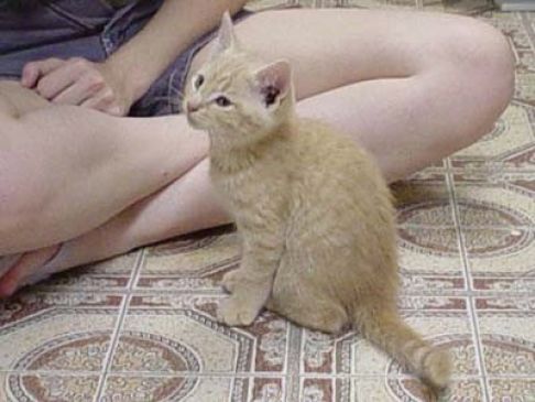 Picture of a cat / kitten / feline