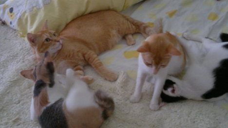 Picture of a cat / kitten / feline