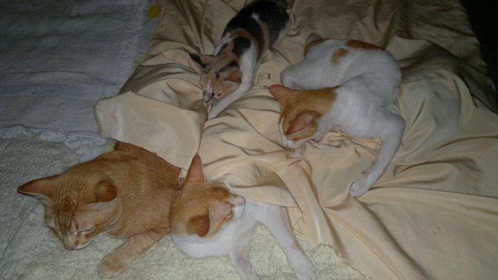 Picture of a cat / kitten / feline