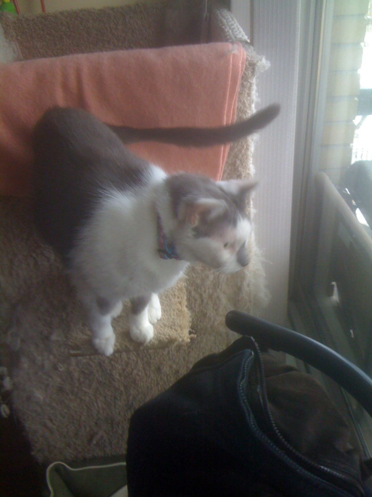 Picture of a cat / kitten / feline