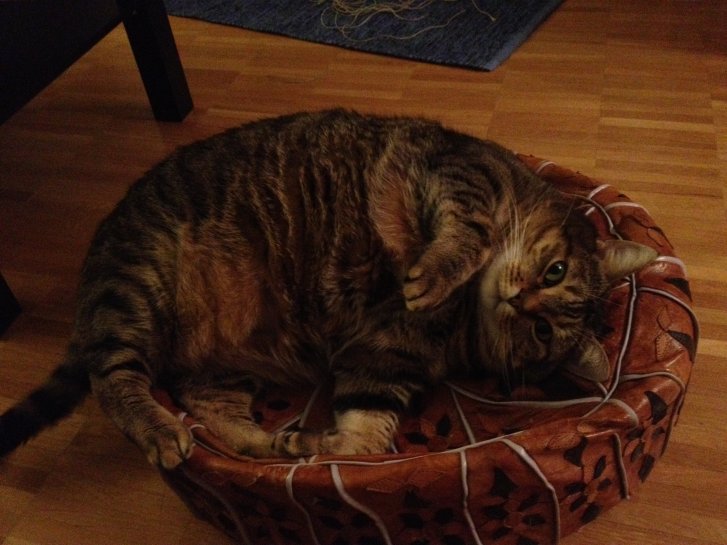 Picture of a cat / kitten / feline