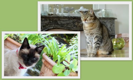 Picture of a cat / kitten / feline