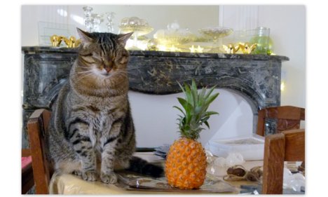 Picture of a cat / kitten / feline