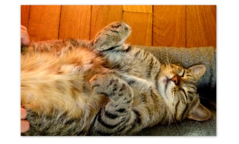 Picture of a cat / kitten / feline