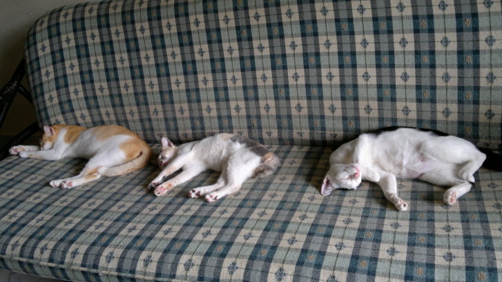 Picture of a cat / kitten / feline