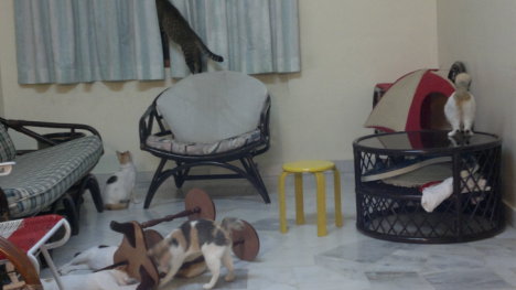 Picture of a cat / kitten / feline