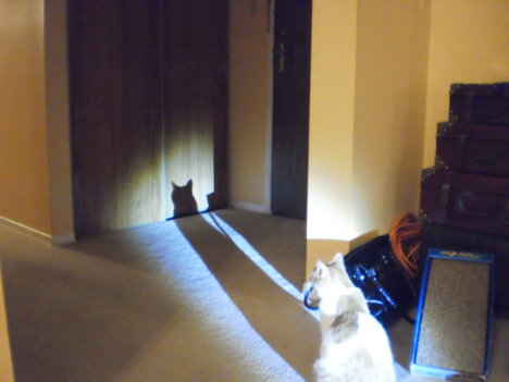 Picture of a cat / kitten / feline