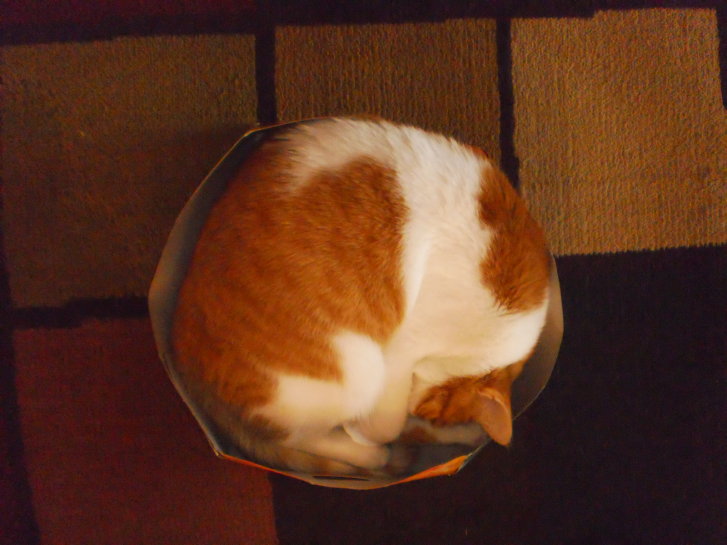 Picture of a cat / kitten / feline