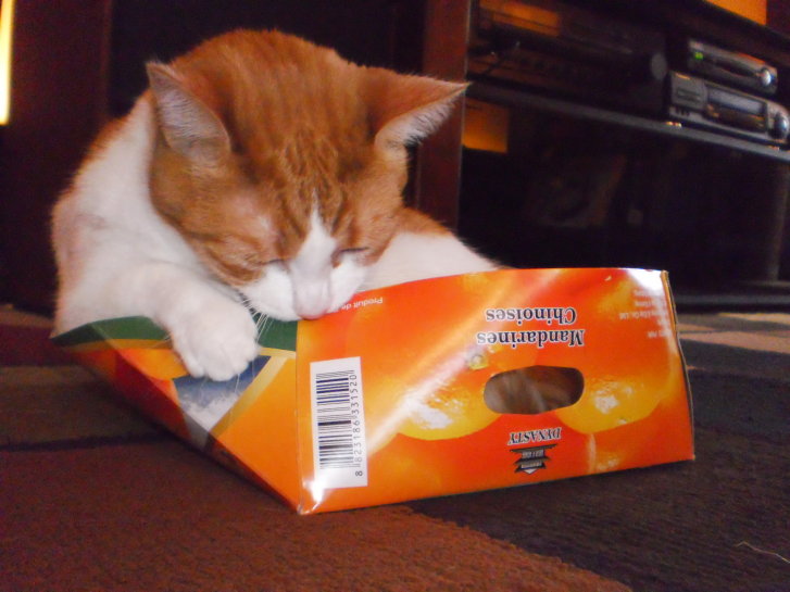 Picture of a cat / kitten / feline