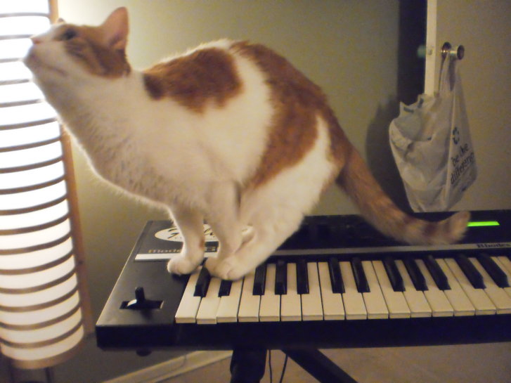 Picture of a cat / kitten / feline