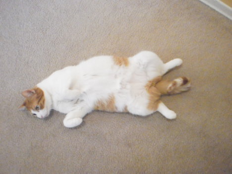 Picture of a cat / kitten / feline