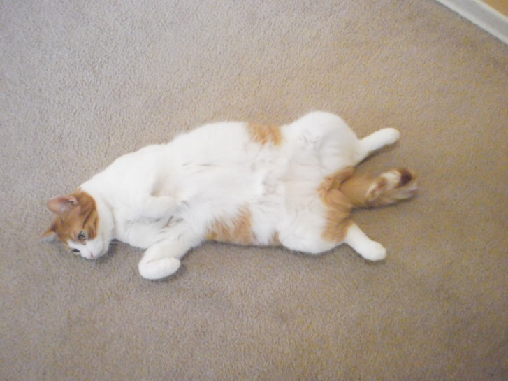 Picture of a cat / kitten / feline