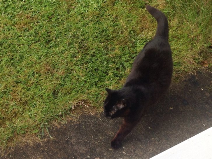 Picture of a cat / kitten / feline