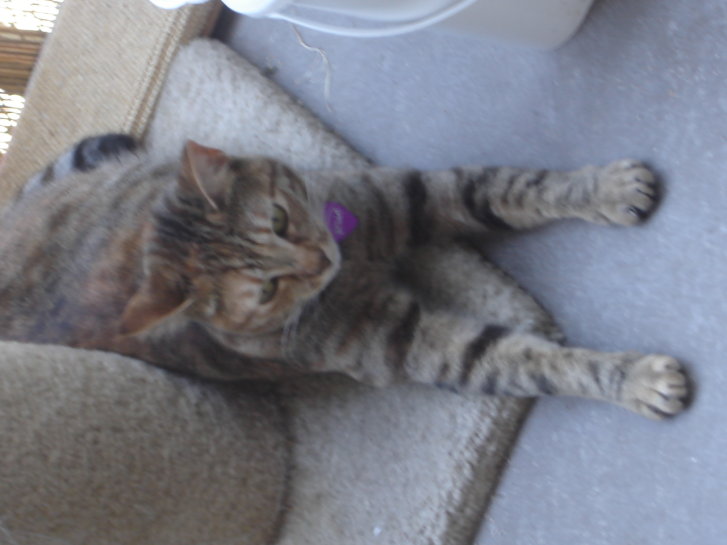 Picture of a cat / kitten / feline