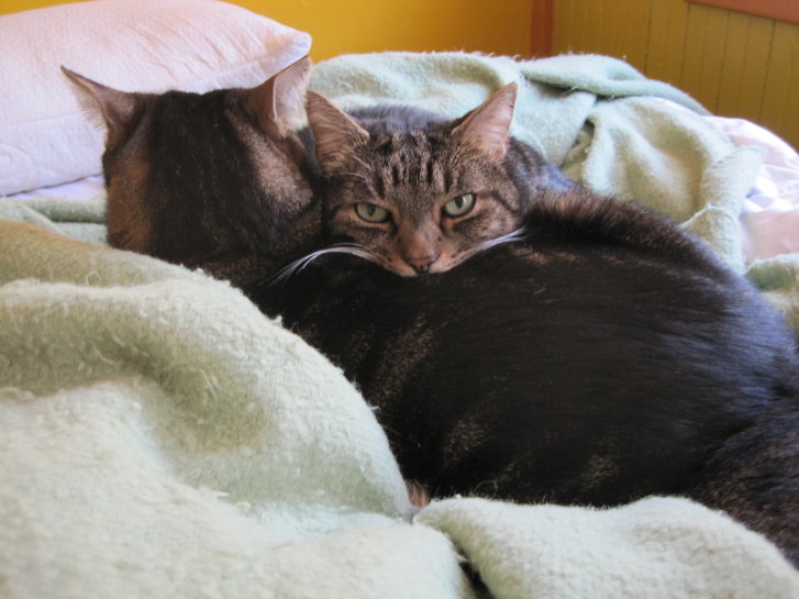 Picture of a cat / kitten / feline