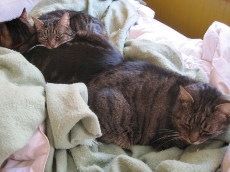 Picture of a cat / kitten / feline