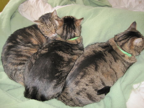 Picture of a cat / kitten / feline