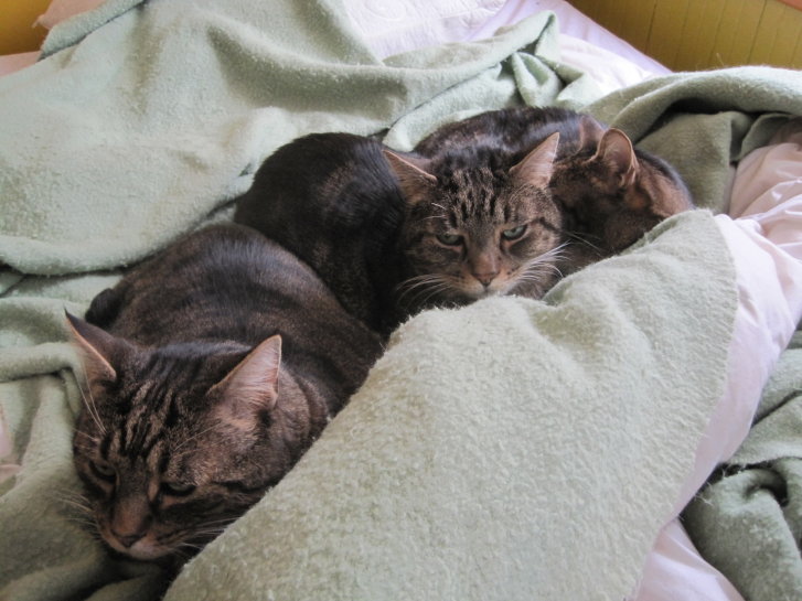 Picture of a cat / kitten / feline