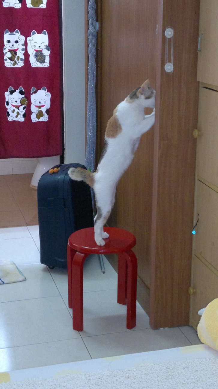 Picture of a cat / kitten / feline