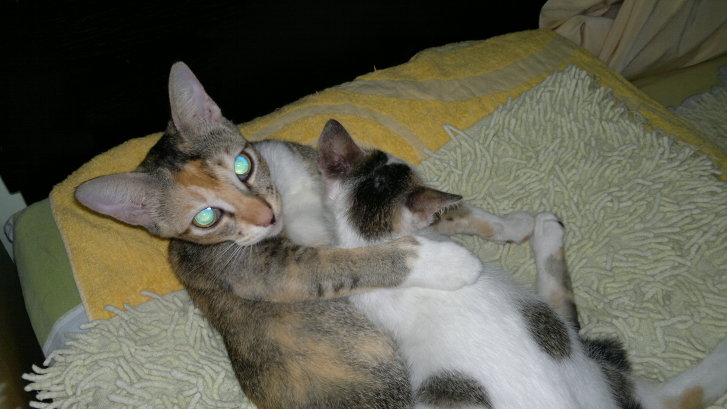 Picture of a cat / kitten / feline