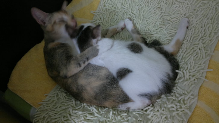 Picture of a cat / kitten / feline