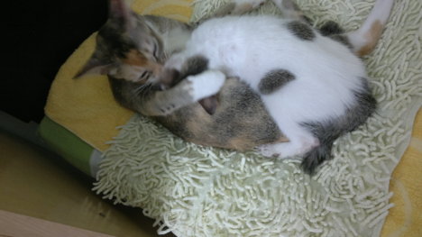 Picture of a cat / kitten / feline