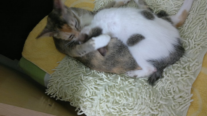 Picture of a cat / kitten / feline