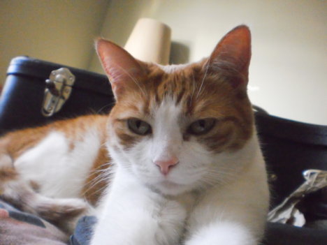 Picture of a cat / kitten / feline