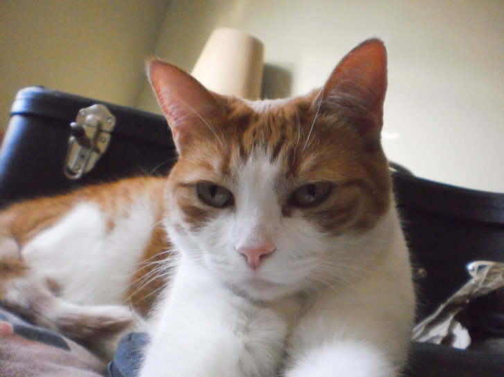 Picture of a cat / kitten / feline