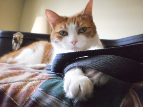 Picture of a cat / kitten / feline