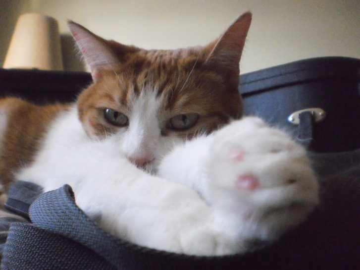 Picture of a cat / kitten / feline