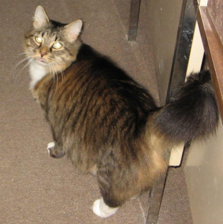 Picture of a cat / kitten / feline