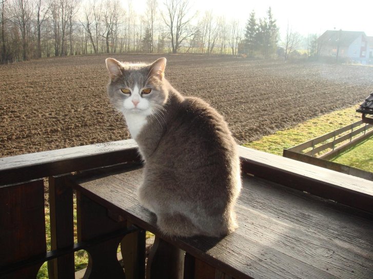 Picture of a cat / kitten / feline