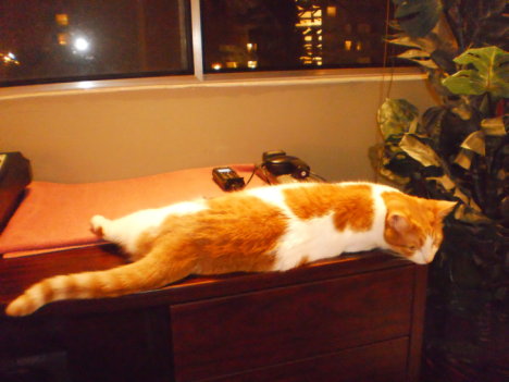 Picture of a cat / kitten / feline