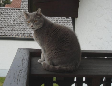 Picture of a cat / kitten / feline