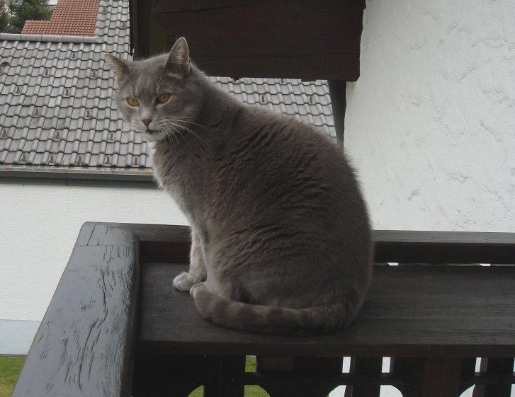 Picture of a cat / kitten / feline