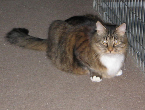 Picture of a cat / kitten / feline